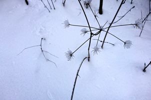 Distelbl�ten aus Schneekristallen