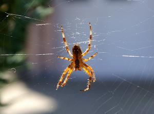 Spinne
