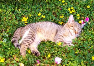 Katze