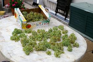 Weinernte in Freiberg