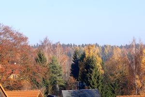 Laubfärbung