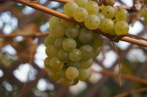 Weinrebe