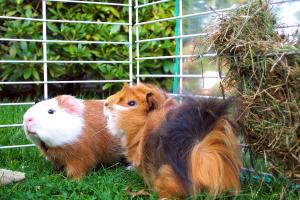 Meerschweinwochenende