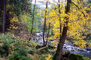 Die Selbitz im H�llental