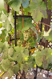 weinernte